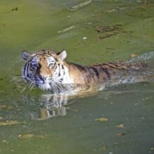 Siberian Tiger Taking a Swim To Cool Off