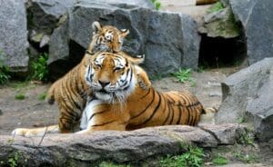 Tigers in Captivity