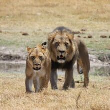 Africa's Untamed Beauty, The Lion and Lioness