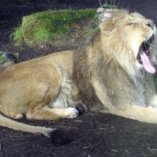 Lion Big Yawn