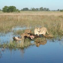 Lion Cubs and Mother Eating