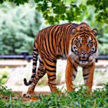 sumatran big tiger