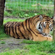 India Bengal Tiger In Captivity, Dangerous And Elegant