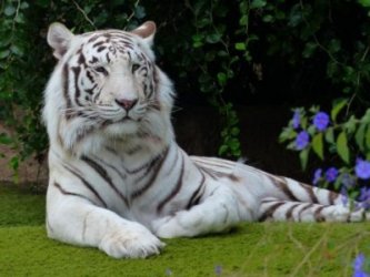 Beautiful White Tiger