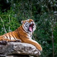 Toughest Big Cats: Tiger Big Yawn