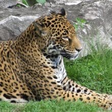Jaguar Relaxing In Grass