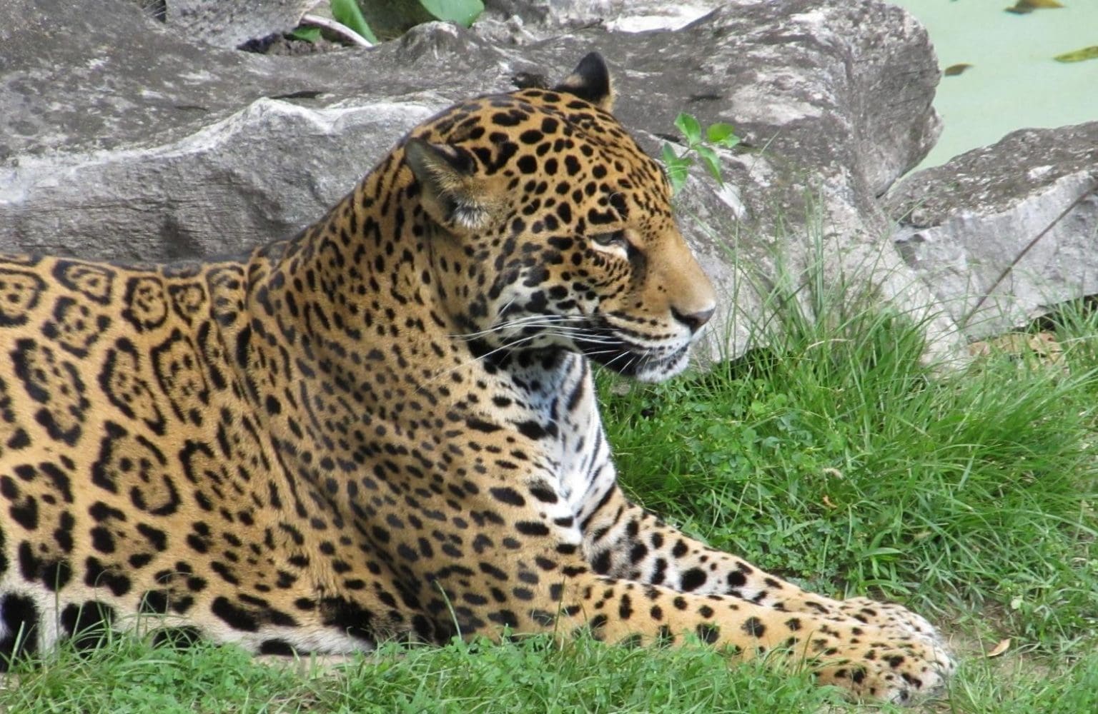 Jaguar relaxing in grass 2