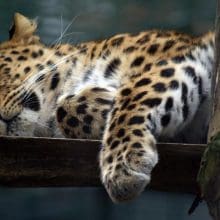 Leopard Relaxing On Platform