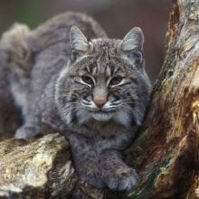 Bobcat In Tree, Bobcats So Famous