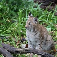 Bobcat Sitting And Looking