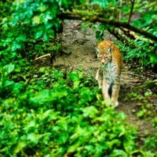 Bobcat In the Wild