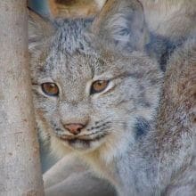 Lynx Bobcat Resting Next To A Tree