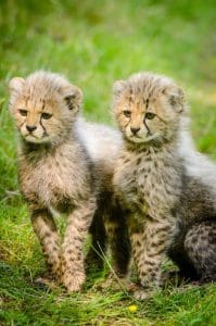 Behaviors of Cheetahs: Two Cheetah Cubs