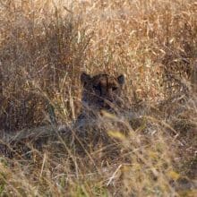 Cheetah Hiding In High Weeds