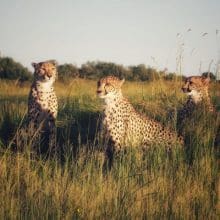 cheetahs in the wild field 0