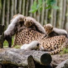 Cheetahs Mom and Cubs