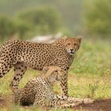 cheetahs hang together 0