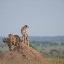 Cheetahs On A Hill Of Dirt