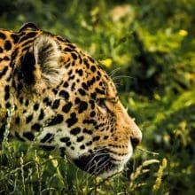 jaguar prowling in grass 0