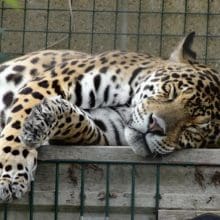 jaguar Catnapping
