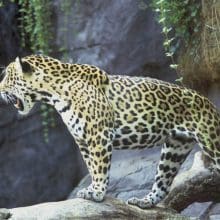 Jaguar Looking Over The Cliff