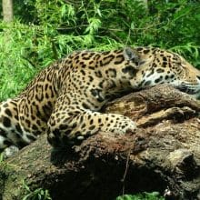 Jaguar Relaxing On Big Stump