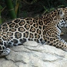 Jaguar Resting On A Big Rock