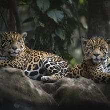 Legacy of the Jaguar: Two Jaguars relaxing on a big rock