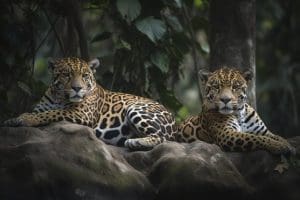 Jaguars In Captivity