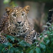 Sri Lankan Leopard In Bushes