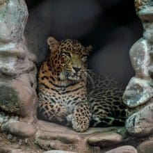 leopard in captivity 0