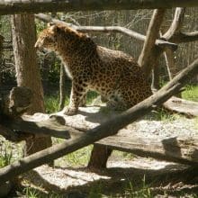 Leopard Sitting On Platform