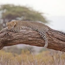 Leopard Relaxing On Bent Tree