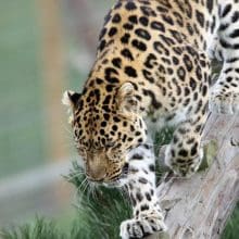 Leopard Walking On Pole