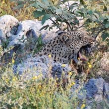 Leopard Big Yawn