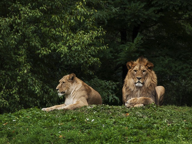 lion couple on grass 0 1