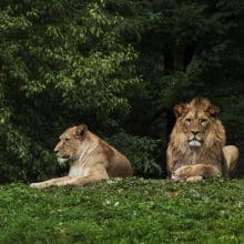 Lion Couple Relaxing On Grass