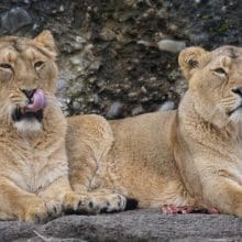 Lions Relaxing Together