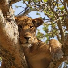 Lion Relaxing In Tree