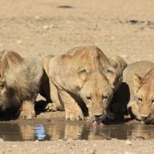 Lions Drinking Water