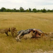 lions hunt prey