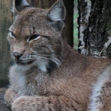 Lynx Bobcat Relaxing