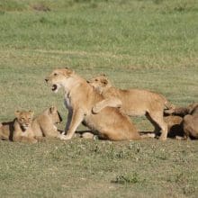 Lion Mom And Cubs