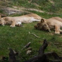 sleeping lions 0