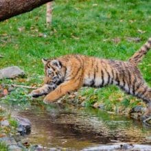 Tigers Jumping Abilities: Small Siberian Tiger Jumping