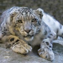 Snow Leopard In Stalk Mode