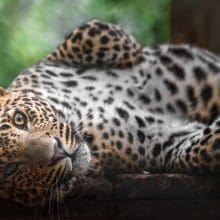 Sri Lankan Leopard Relaxing