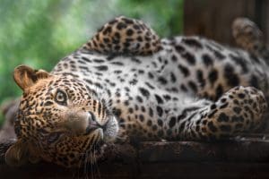 Sri Lankan Leopard – HostKats