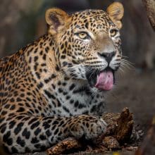 Sri Lankan Leopard Tung Out