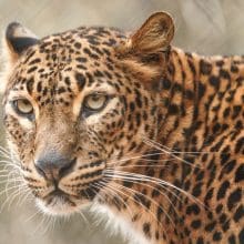 Sri Lankan Leopard Portrait